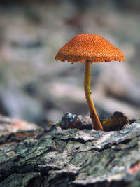 Close-up of mushroom growing between rocks