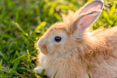 High angle close-up of rabbit on grassy field