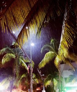 Low angle view of trees at night
