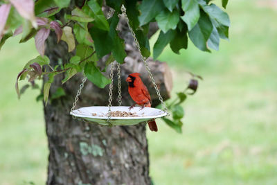 Close-up of bird perching on a plant