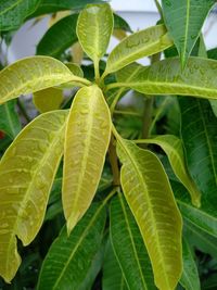 Close-up of green leaves