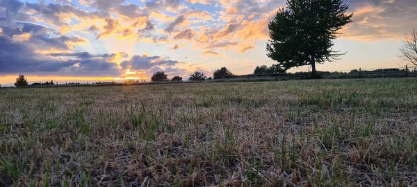 Scenic view of field against sky during sunset