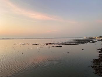 Flock of birds in sea at sunset