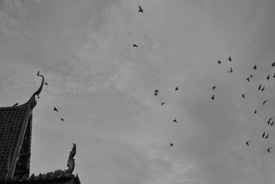 Low angle view of birds flying in sky