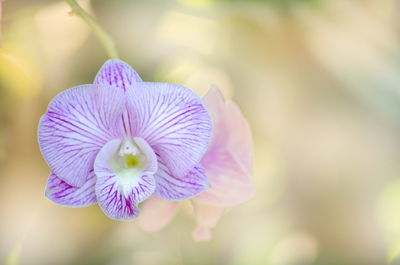 Close-up of purple flower