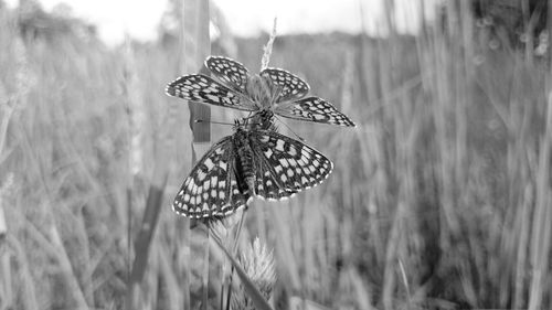 Close-up of butterfly on flower in field