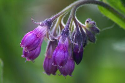 Close-up of flowers against blurred background