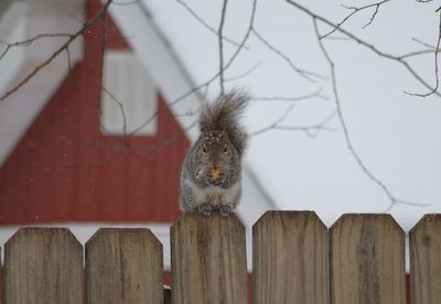 Close-up of squirrel on wood