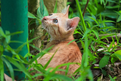 Portrait of ginger cat sitting outdoors