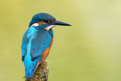 Kingfisher on the branch