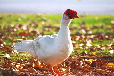 Close-up of duck on field