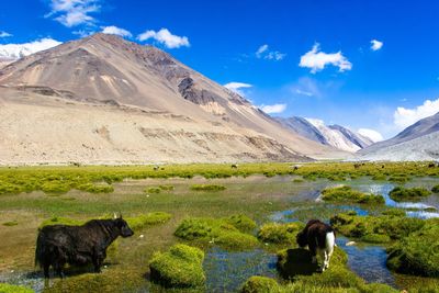 View of a horse on mountain landscape