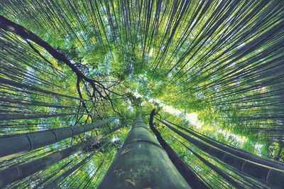 Low angle view of bamboo trees against sky