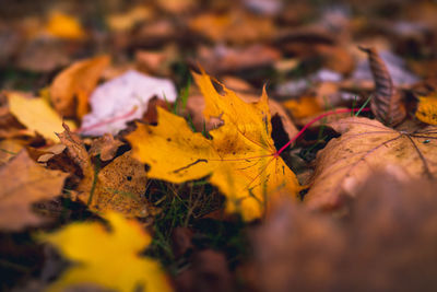 Close-up of yellow maple leaves