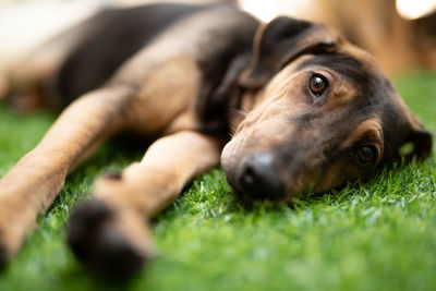 Close-up portrait of dog lying on grass