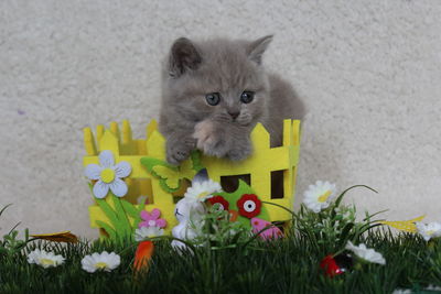 Portrait of kitten on flowers