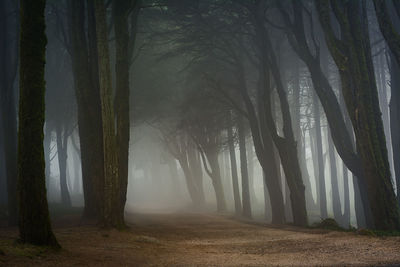 Panoramic shot of trees on landscape