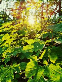 High angle view of leaves on plant in forest