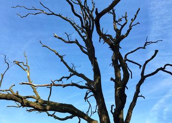 Low angle view of bare tree against blue sky