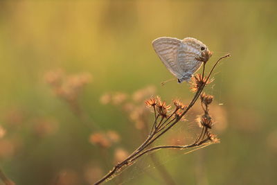 Close-up of butterfly on plant