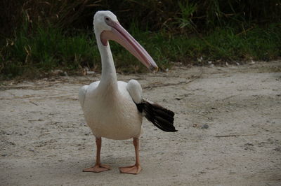 View of pelican on field