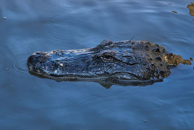 Close up view of a lizard alligator gator head in water