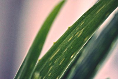 Close-up of plant