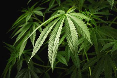 Marijuana leaves, cannabis on a dark background.