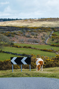 Cows grazing on field against sky