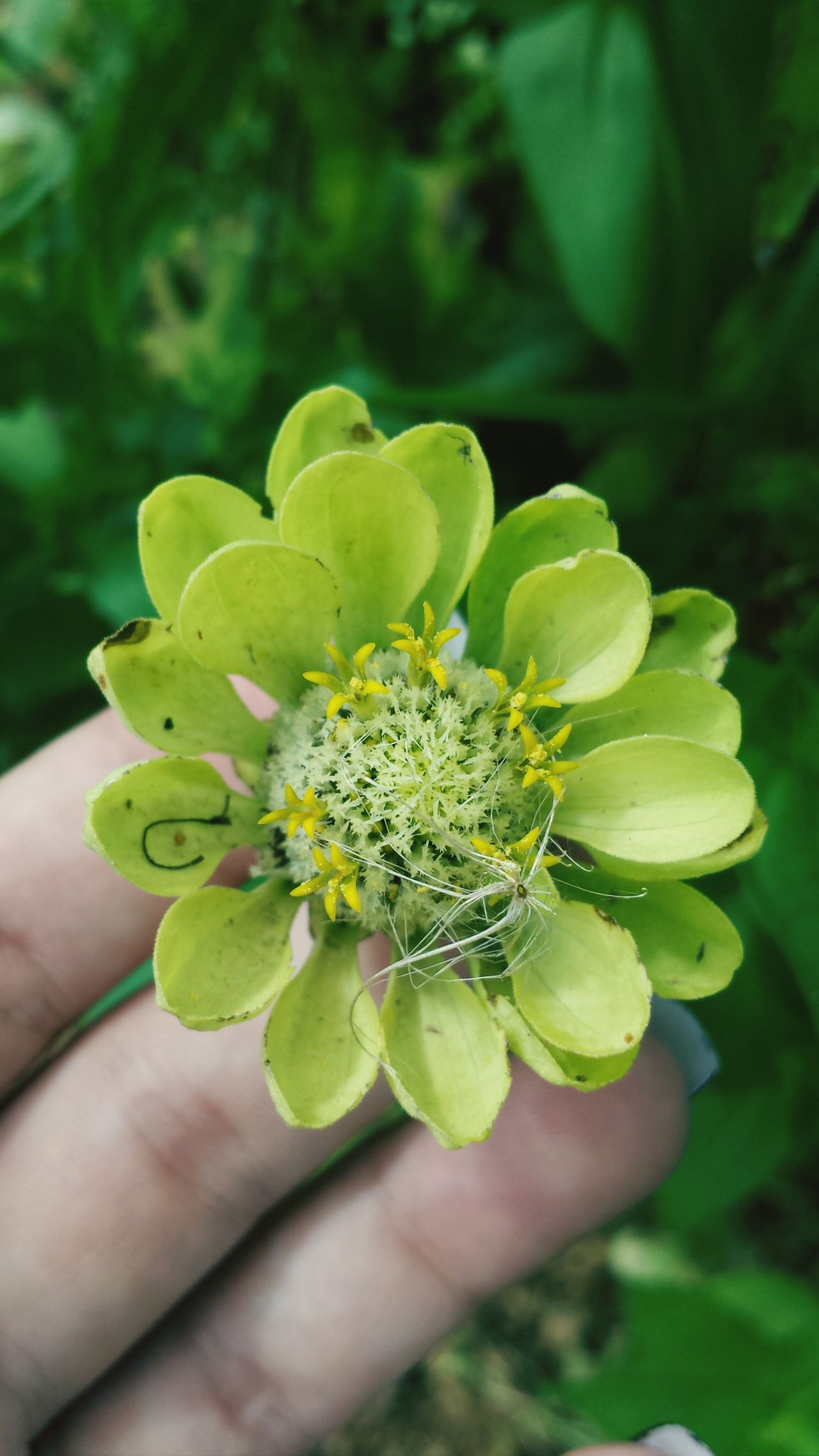 Green Flower