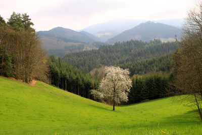 Pine trees on field against sky