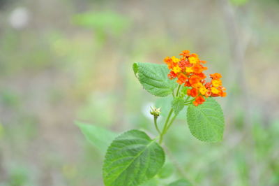 Close-up of flowering plant