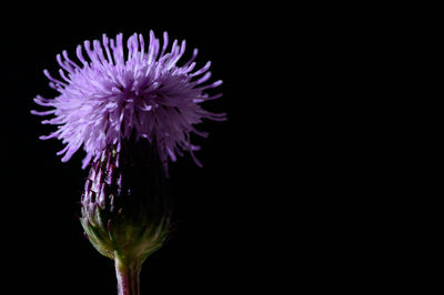 Close-up of flower over black background