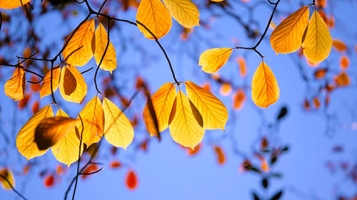 Close-up of autumnal leaves against blurred background