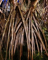 High angle view of bamboo plants on field