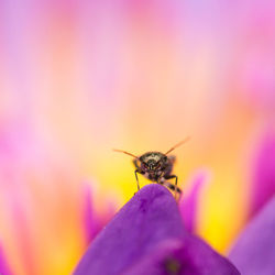 Close-up of insect on leaf