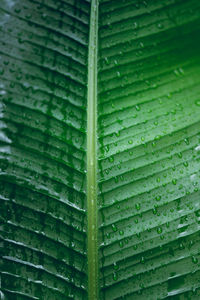 Full frame shot of wet leaf