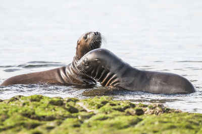 Close-up of seal swimming in sea