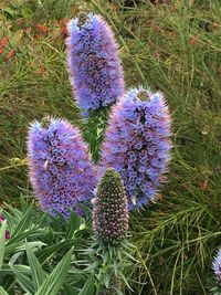 Close-up of purple cactus growing on field