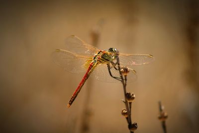 Close-up of insect