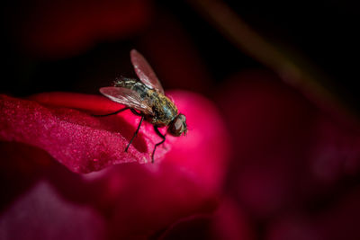 Close-up of insect on red flower