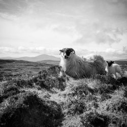 Dog on field against sky