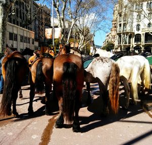 Horses in city