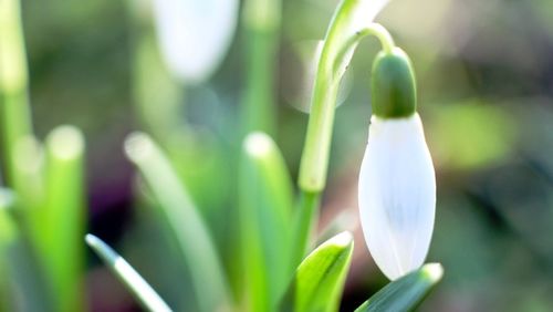 Close-up of white flower