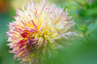 Close-up of pink flower