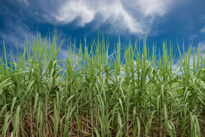 Sugar cane field with cloud and blue sky background