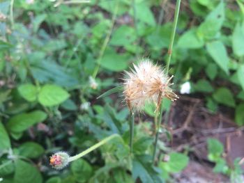 Close-up of dandelion
