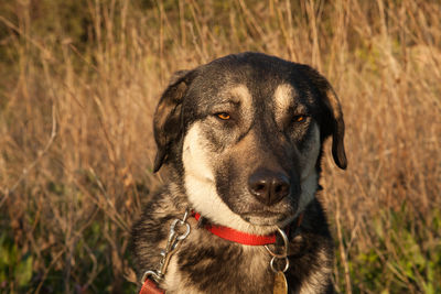 Close-up portrait of dog on field