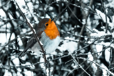 Bird perching on branch