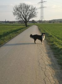 View of dog on road